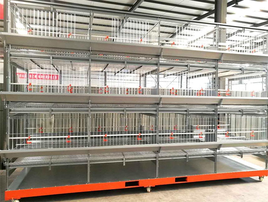 蛋種(zhǒng)鸡本交笼