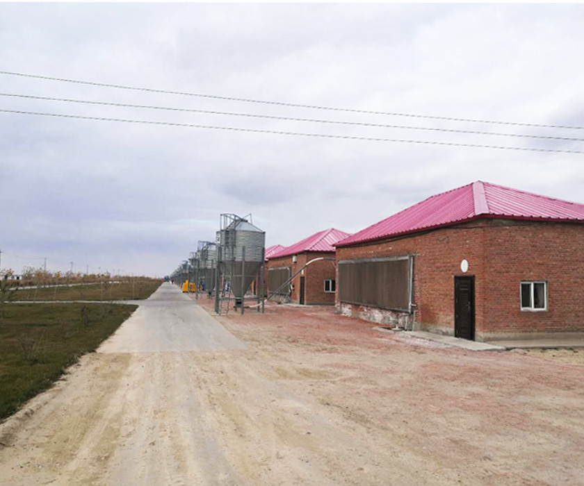 黑龍江育雛育成(chéng)