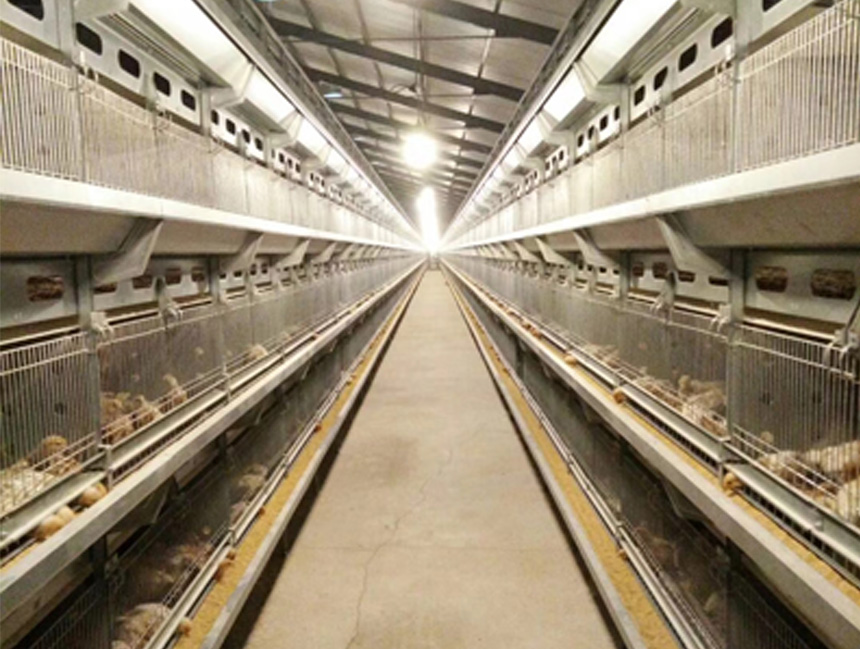 肉鸡兼用型育雏育成(chéng)设备